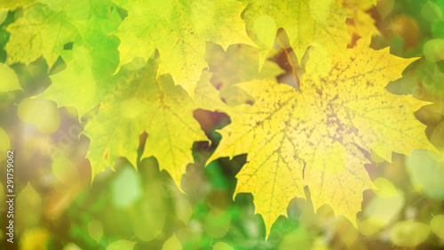 autumn background texture. colorful fallen maple leaves