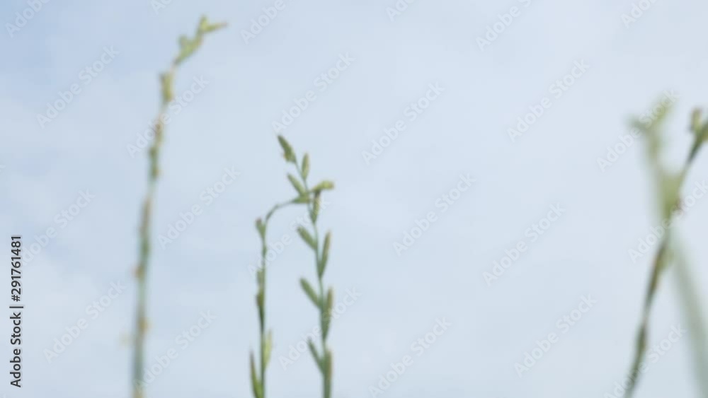 Tilt down shot from the beautiful sky down to green meadow plants on the field and blurred swiss mountains in the background. Low angle view.
