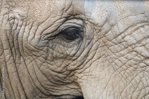 African elephant face up close and personal © Sab