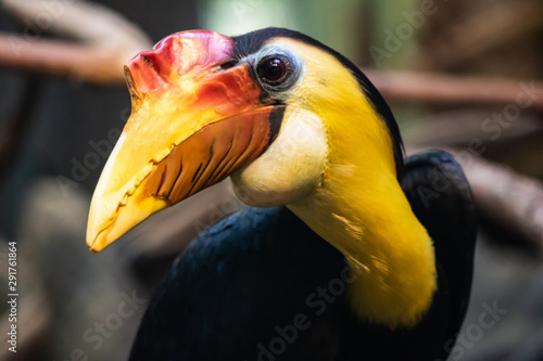 Slika na platnu Colorful hornbill with long beak
