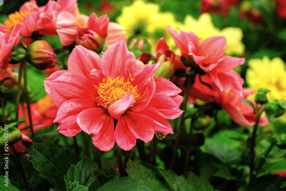 red flowers in the garden red flowers in the garden
