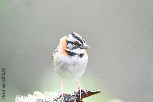 Close up of a Rufous-collared Sparrow © cratervalley