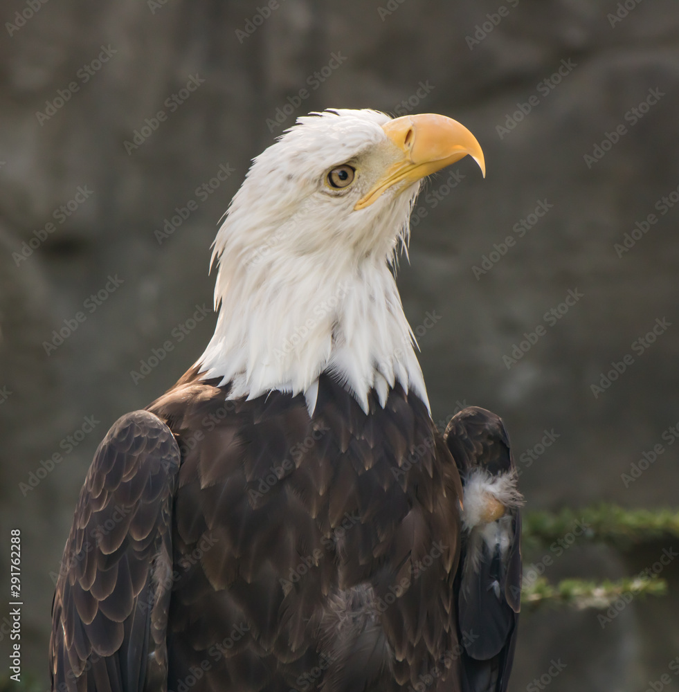 Bald eagle in a tree looking at all directions Bald eagle in a tree looking at all directions