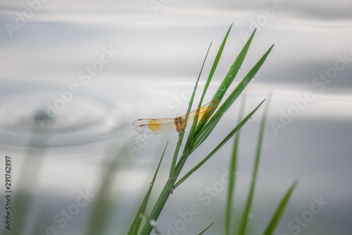 Dragonfly in the nature, with water