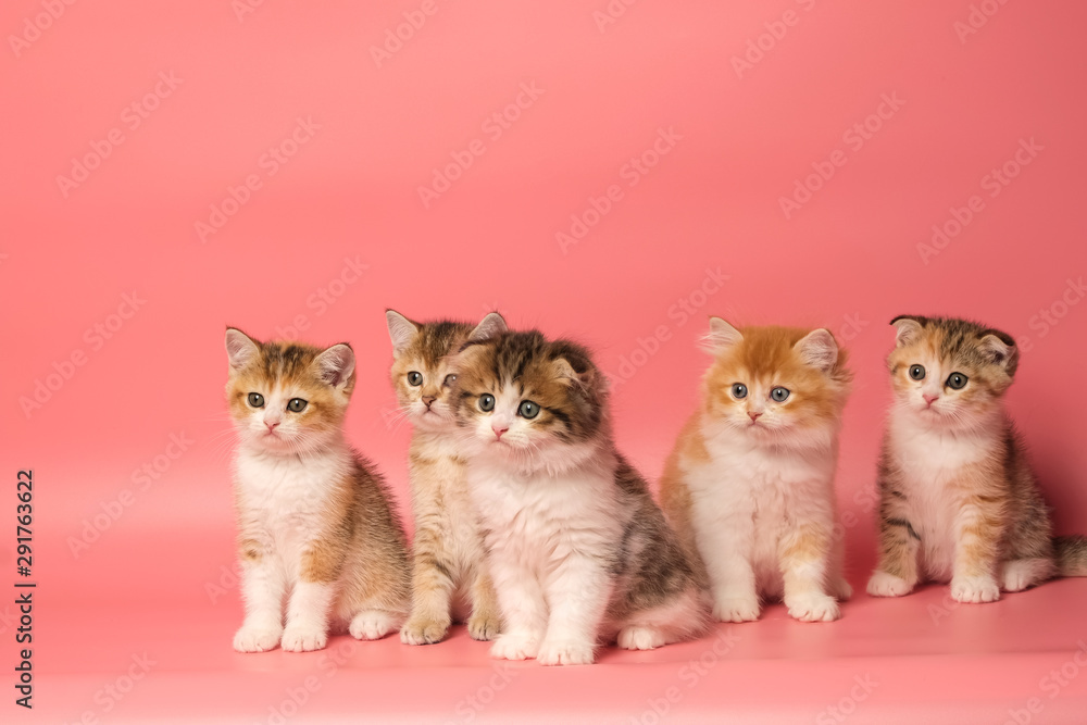 Many British Shorthair Cat funny Many British Shorthair Cat funny