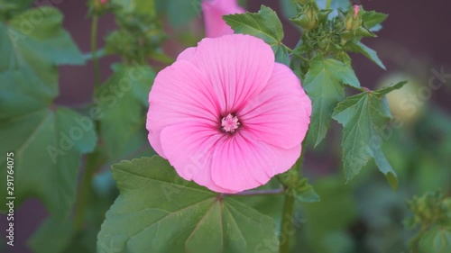 Delicate pink flower on green leaves background. Lavatera malvaceae, or annual, rose, royal or regal Mallow photo