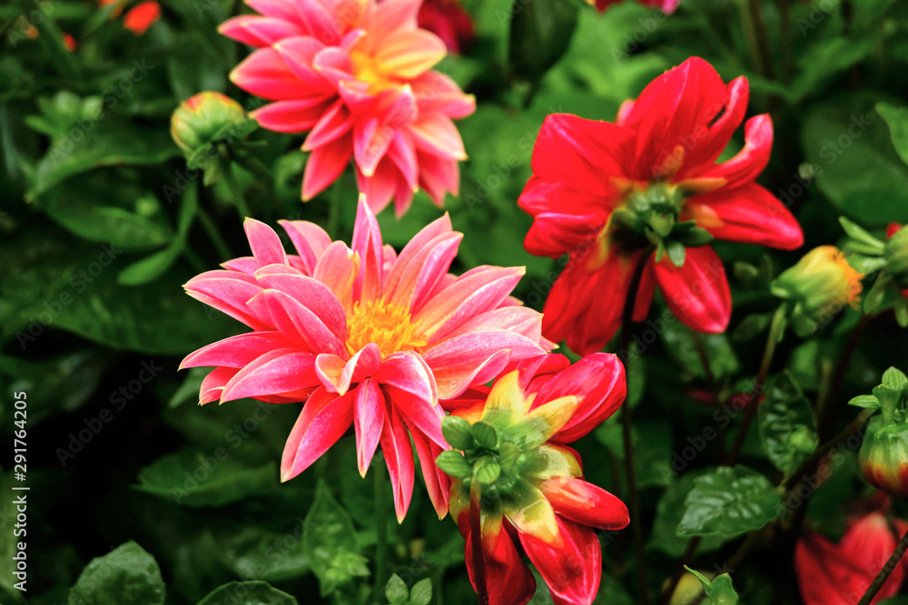 red flowers in the garden red flowers in the garden