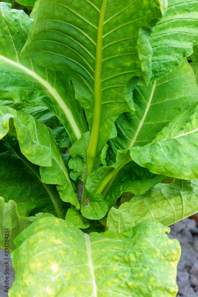 Tobacco plantation Tobacco plantation