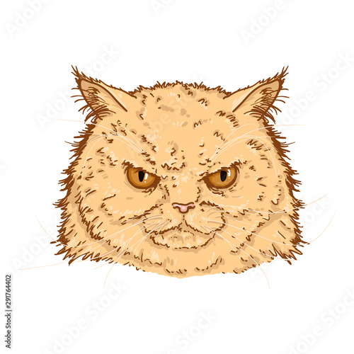 Vector Cartoon Angry Persian Cats Portrait. Feline Face Illustration.