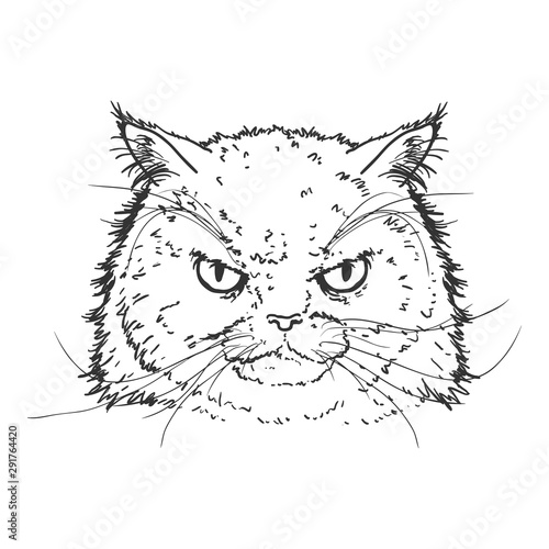 Vector Sketch Persian Cats Portrait. Feline Face Illustration.