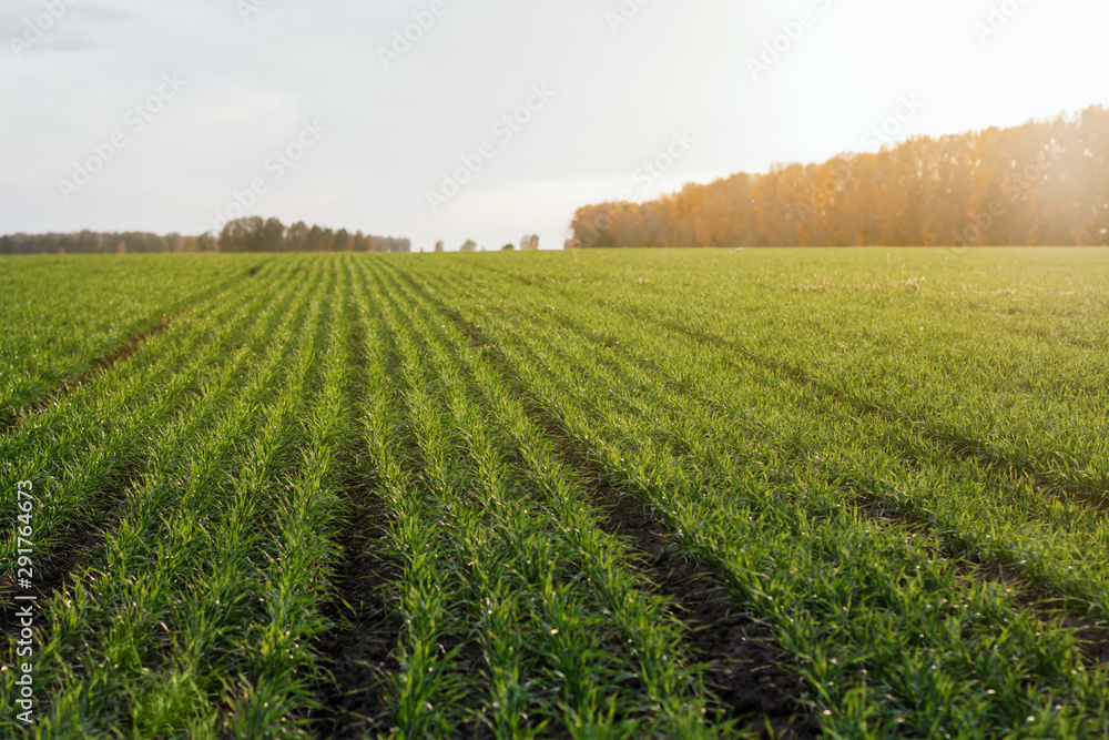 young green winter wheat in the field. Green field