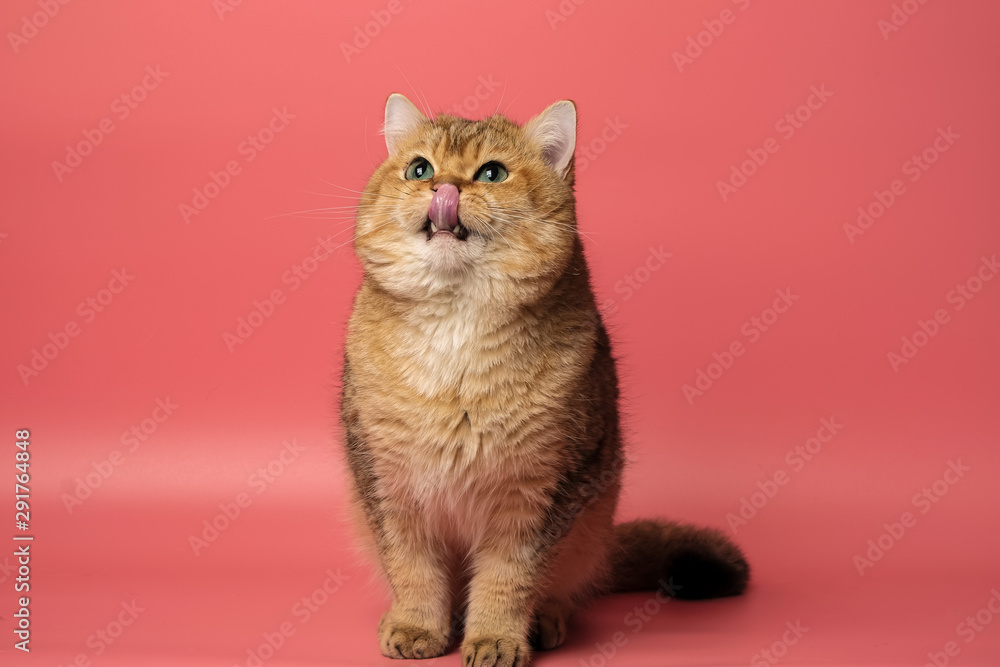 Many British Shorthair Cat funny
