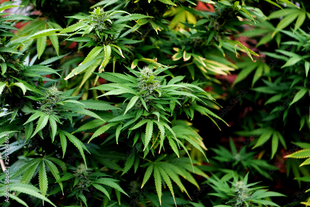 Medical Cannabis crop almost ready for harvesting Medical Cannabis crop almost ready for harvesting
