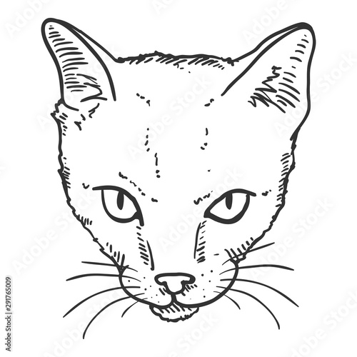 Vector Sketch Shorthair Cats Portrait. Feline Face Illustration.