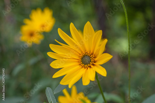 Sonnenblumen Feld