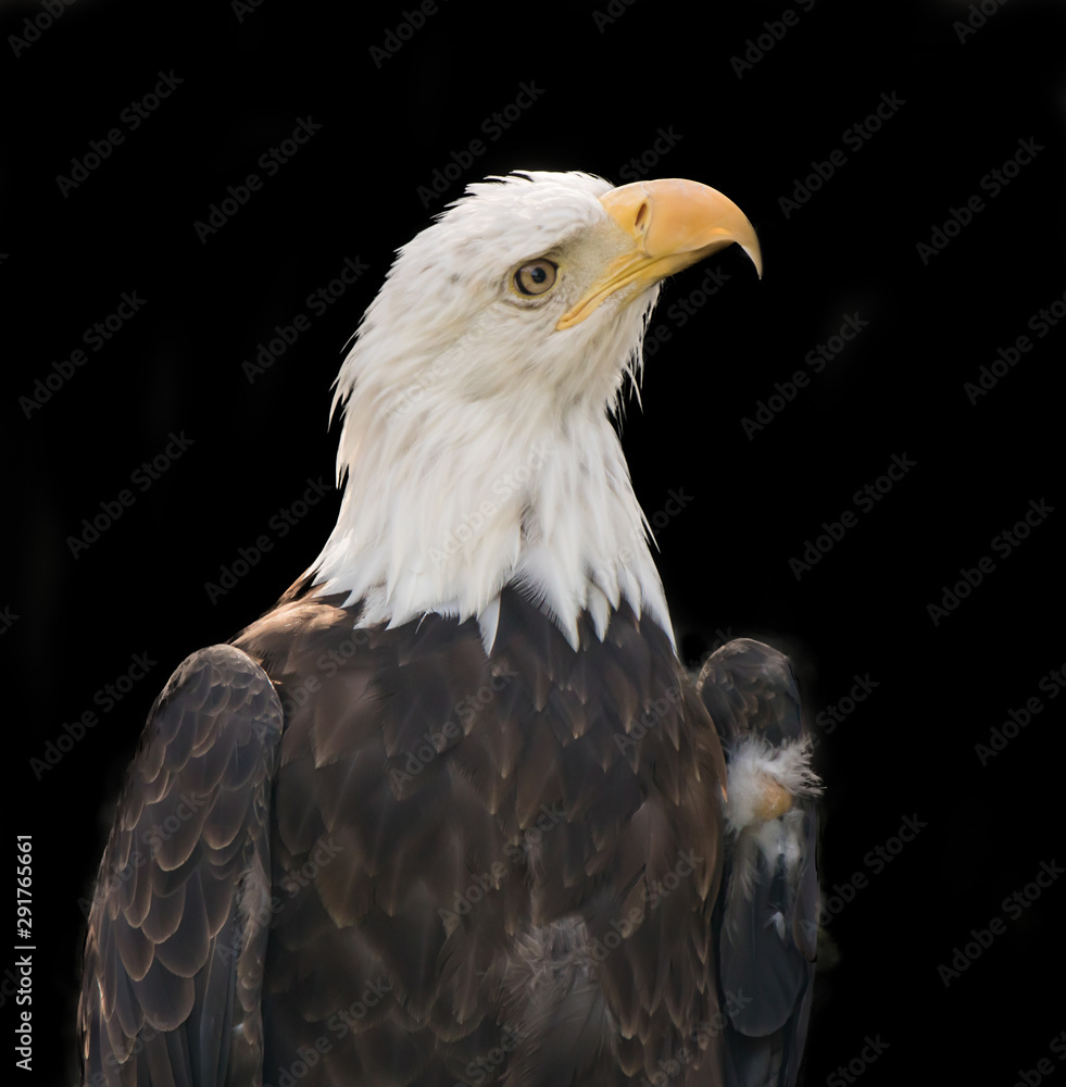 Obraz premium Bald eagle close up in black backdrop