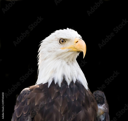 Bald eagle close up in black backdrop