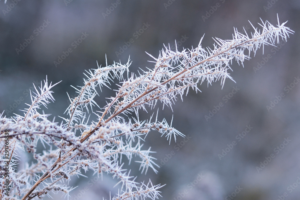Branch in white hoarfrost. Frost. Late fall. Winter. Prickle. Field grass in hoarfrost.