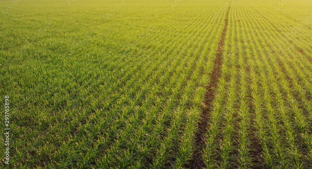 young green wheat in the field. Green field young green wheat in the field. Green field
