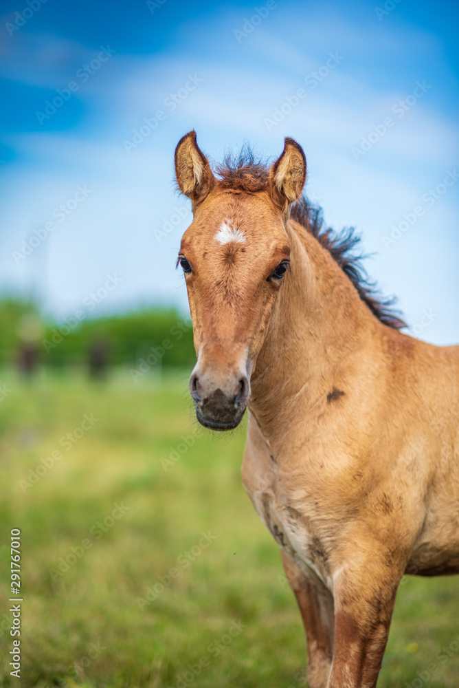 Close-up portrait of a village foal with a blurred background.