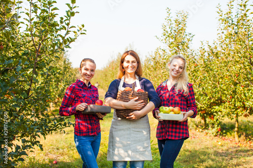 Three women gathering Organic Apples, outrdoor market concept