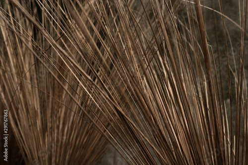 Coconut stalks, part of coconut stalks broom. one of cleaning equipment.
