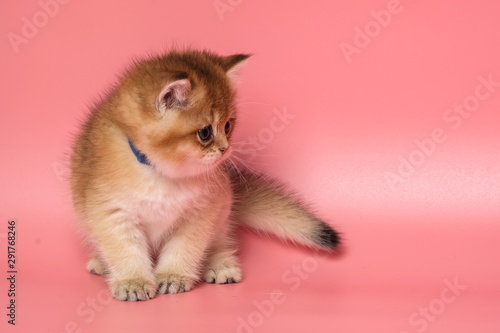 Fototapeta Naklejka Na Ścianę i Meble -  Many British Shorthair Cat funny