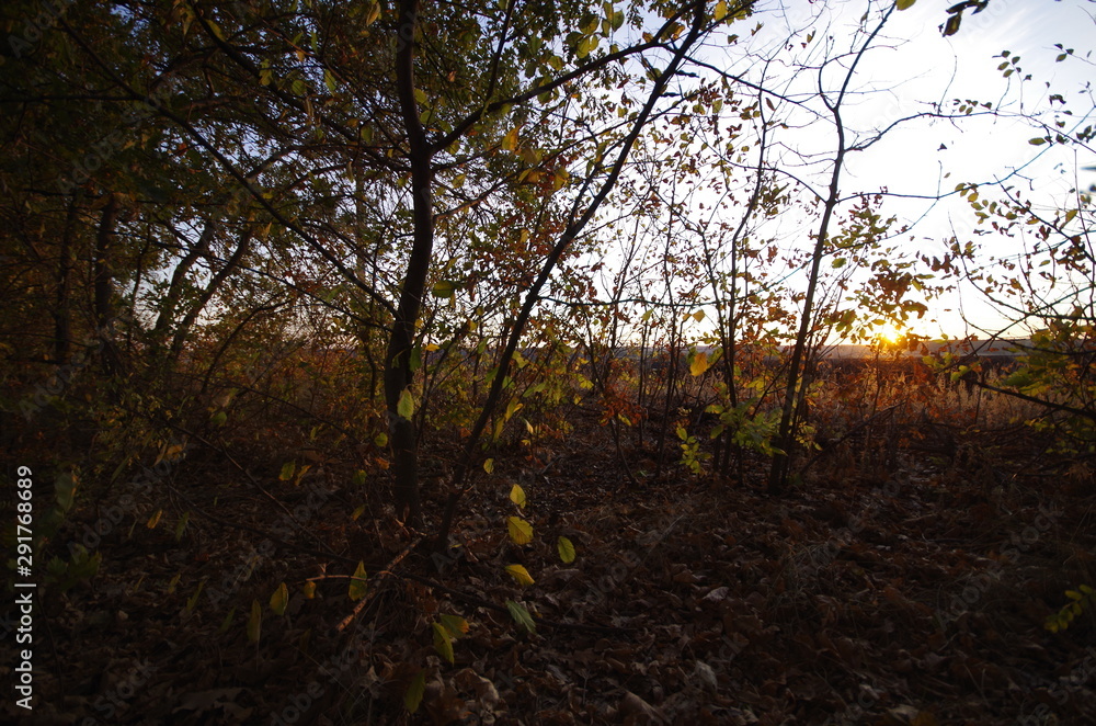 Fototapeta premium autumn in the forest