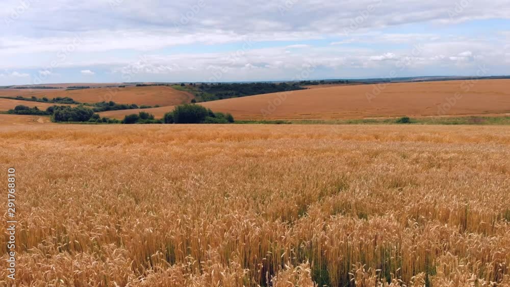 wheat ears field arial view drone 4k 29fps wheat ears field arial view drone 4k 29fps