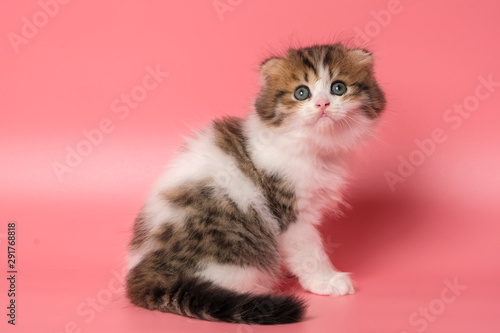 Many British Shorthair Cat funny © prawenut