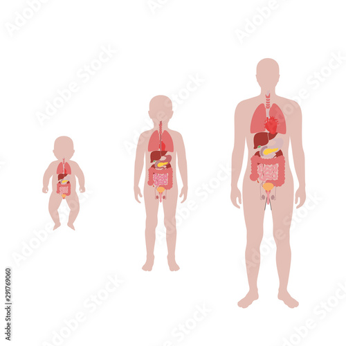  illustration of child internal organs