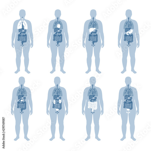 internal organs of obese man