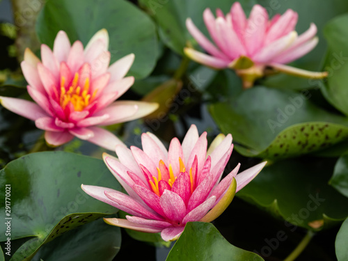 Beautiful lotus flowers in the morning