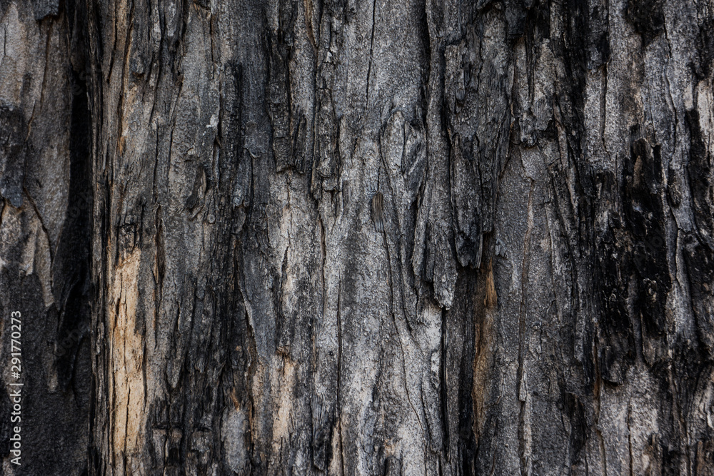 Dark tree bark texture, for background and wallpaper Dark tree bark texture, for background and wallpaper