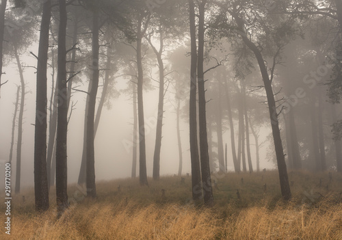 fog in the forest