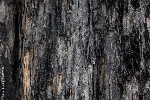 Dark tree bark texture, for background and wallpaper