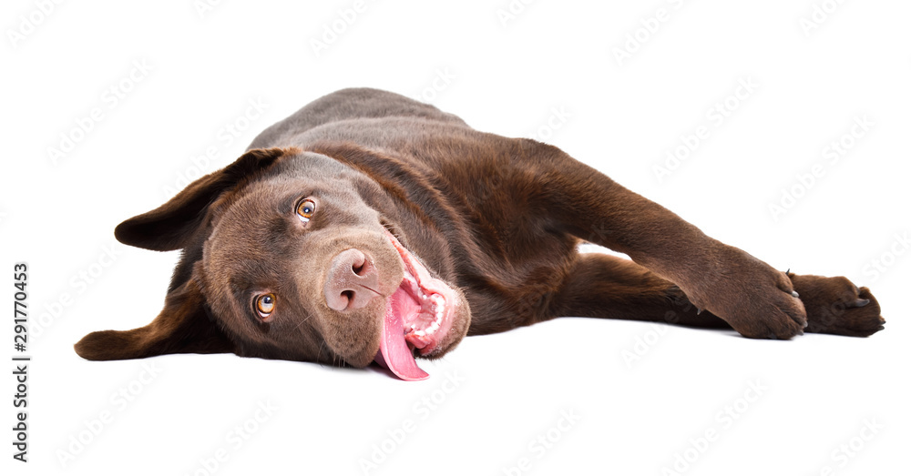 Funny Labrador puppy lying on his back isolated on a white background - obrazy, fototapety, plakaty 