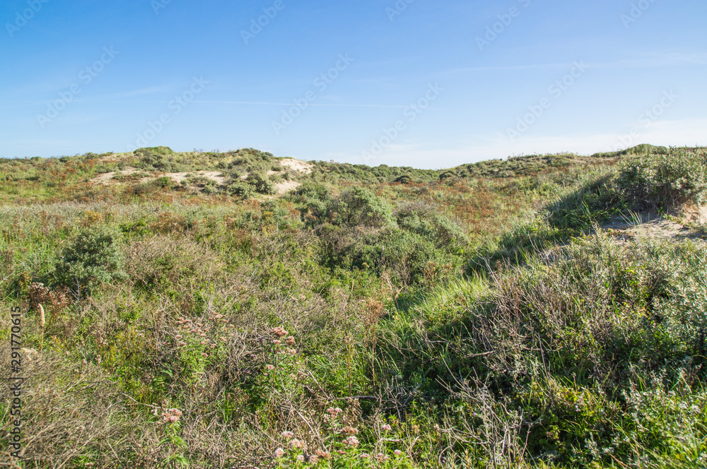 View over the dunes in the morning light.