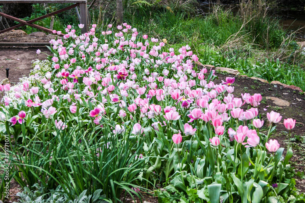 Araluen Botanical Park is located in a sheltered valley in the Darling Ranges approximately 30 kilometres south of Perth, Western Australia Araluen Botanical Park is located in a sheltered valley in the Darling Ranges approximately 30 kilometres south of Perth, Western Australia