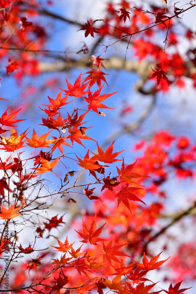 Japanese red maple leaf with blue sky background at autumn Japanese red maple leaf with blue sky background at autumn
