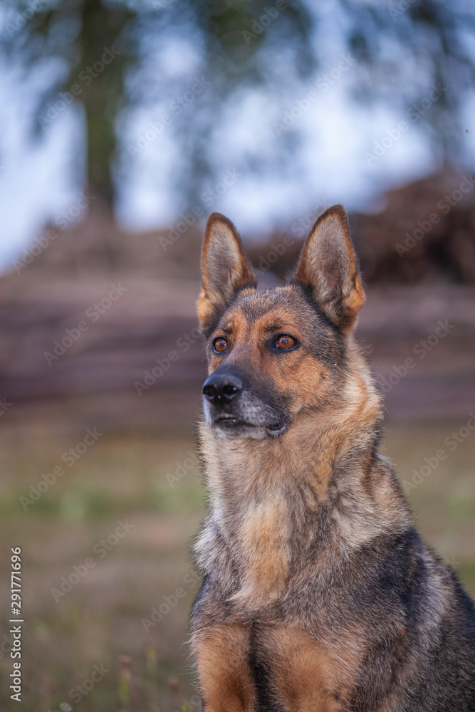 Naklejka premium Schäferhund