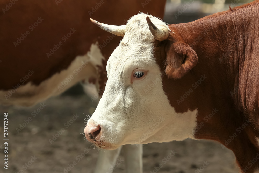 Porträt einer Kuh, Hausrind, Bos taurus Porträt einer Kuh, Hausrind, Bos taurus