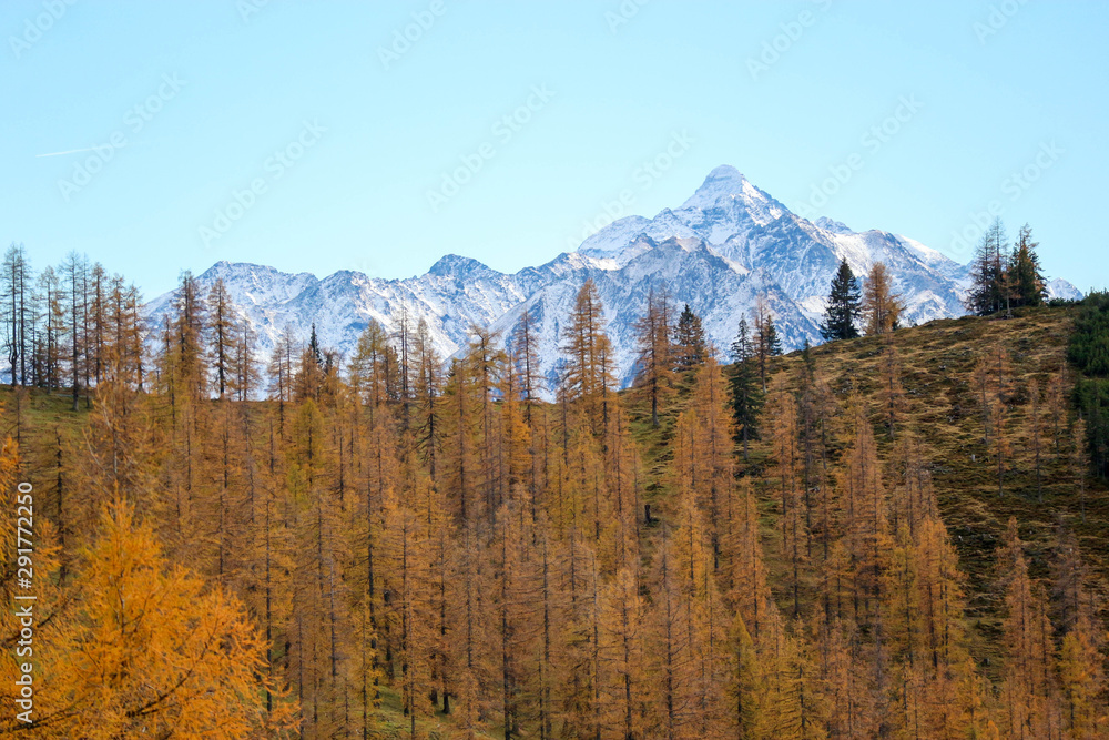 Yellow autumn larch trees with snowy alps mountains on the background