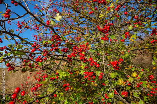 Bush of wild rosehip with bright red fruits and green leaves in sunny summer day