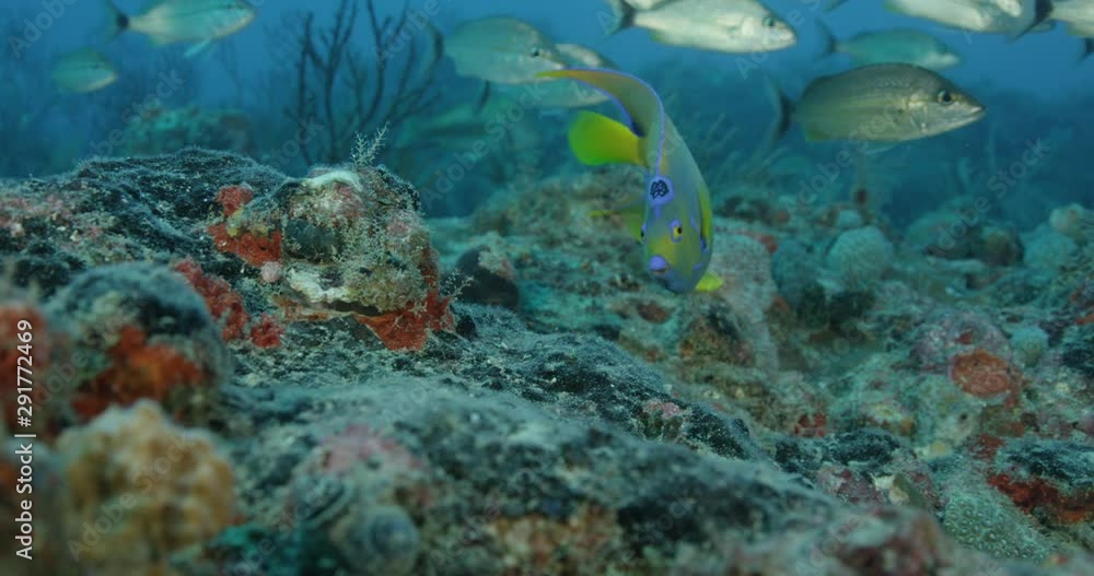 Slow motion, angelfish in reef Slow motion, angelfish in reef
