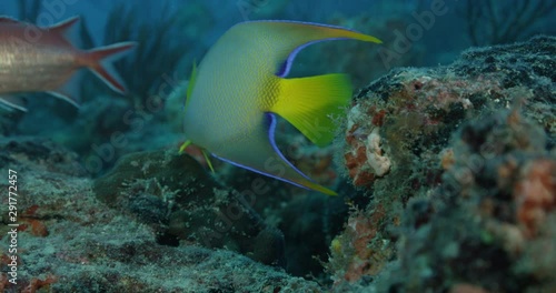 Tropical angelfish in reef, slow motion