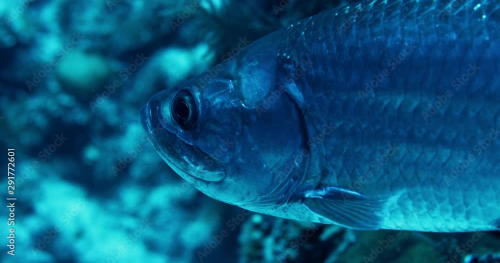 Close up, carp in coral reef Close up, carp in coral reef