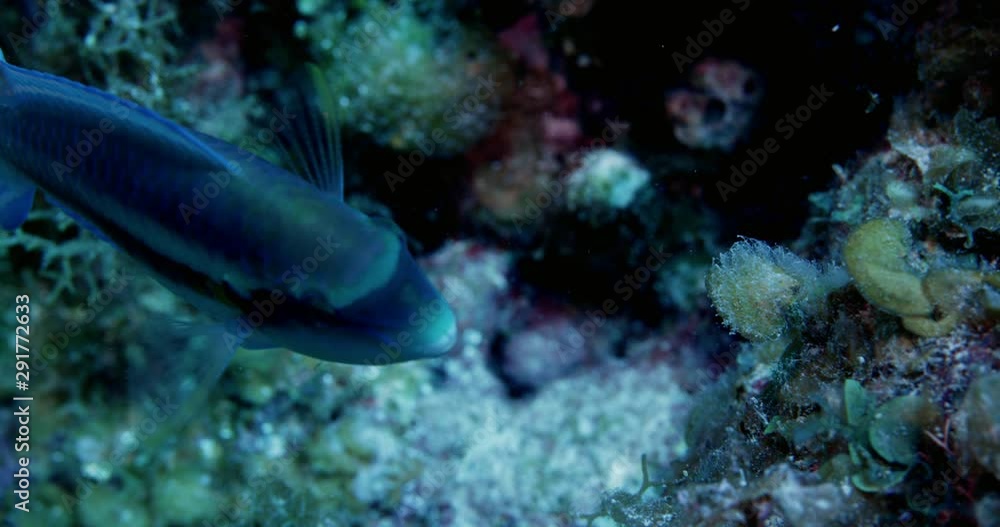 Blue parrotfish in coral reef, slow motion Blue parrotfish in coral reef, slow motion