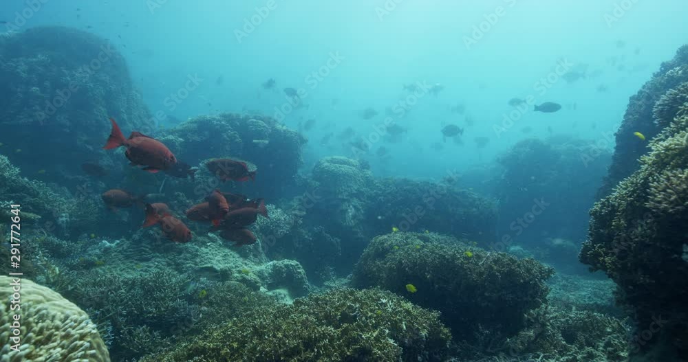 Hawaiian Bigeye school in coral reef, slow motion Hawaiian Bigeye school in coral reef, slow motion