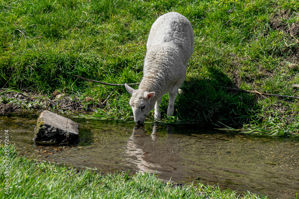 Lamb drinking fresh water from river stream Lamb drinking fresh water from river stream